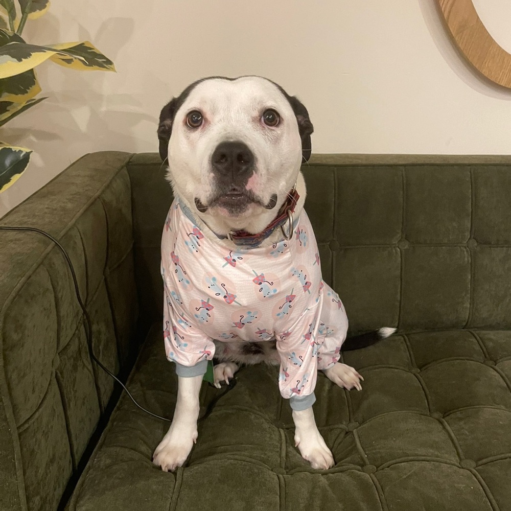 Doggie PJs